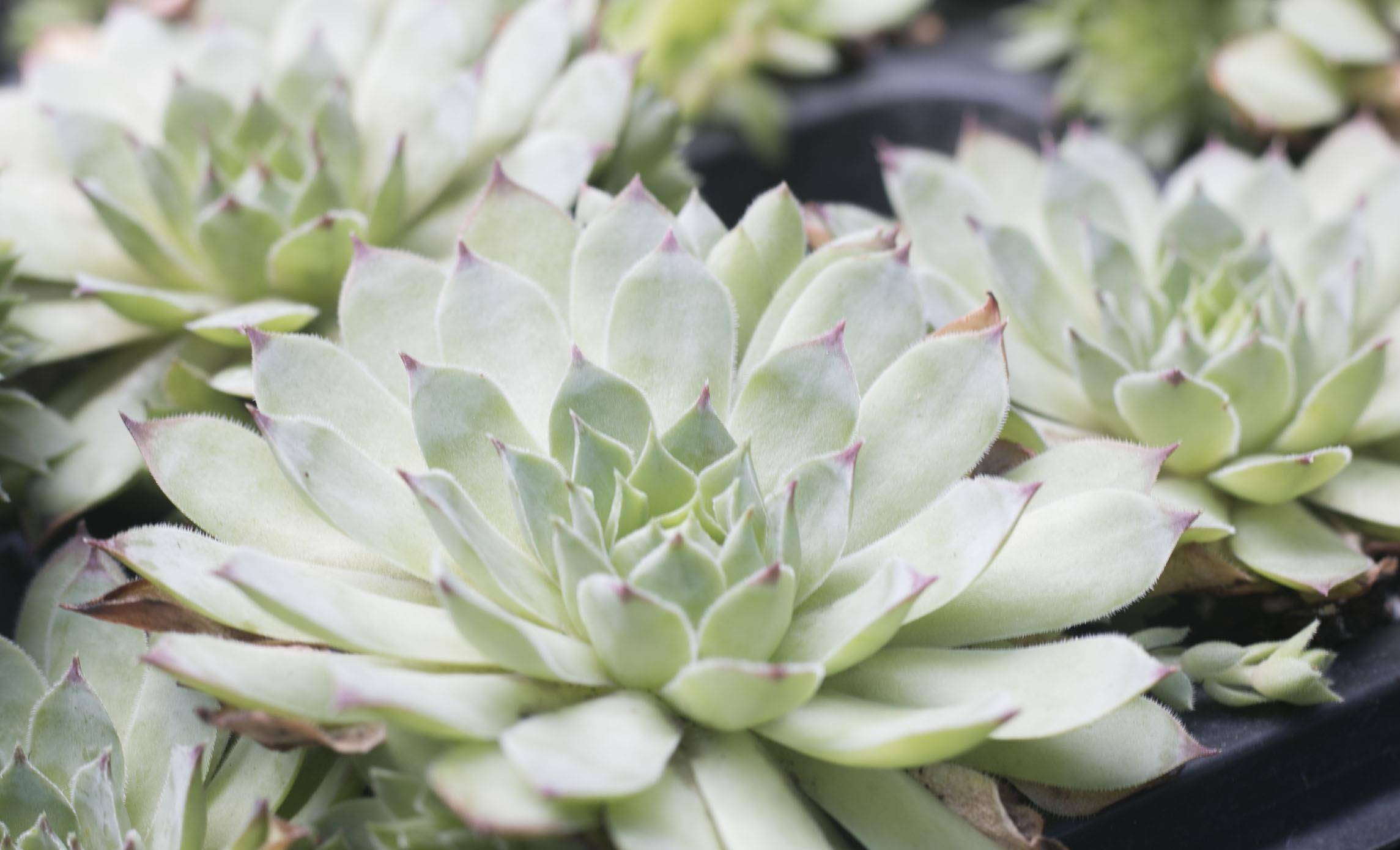 多肉怎么分辨需不需要浇水 990a014660c549e2a74e2d91ea1cac03.jpeg