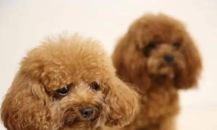 泰迪智商排名第几_柴犬智商排名第几(3)