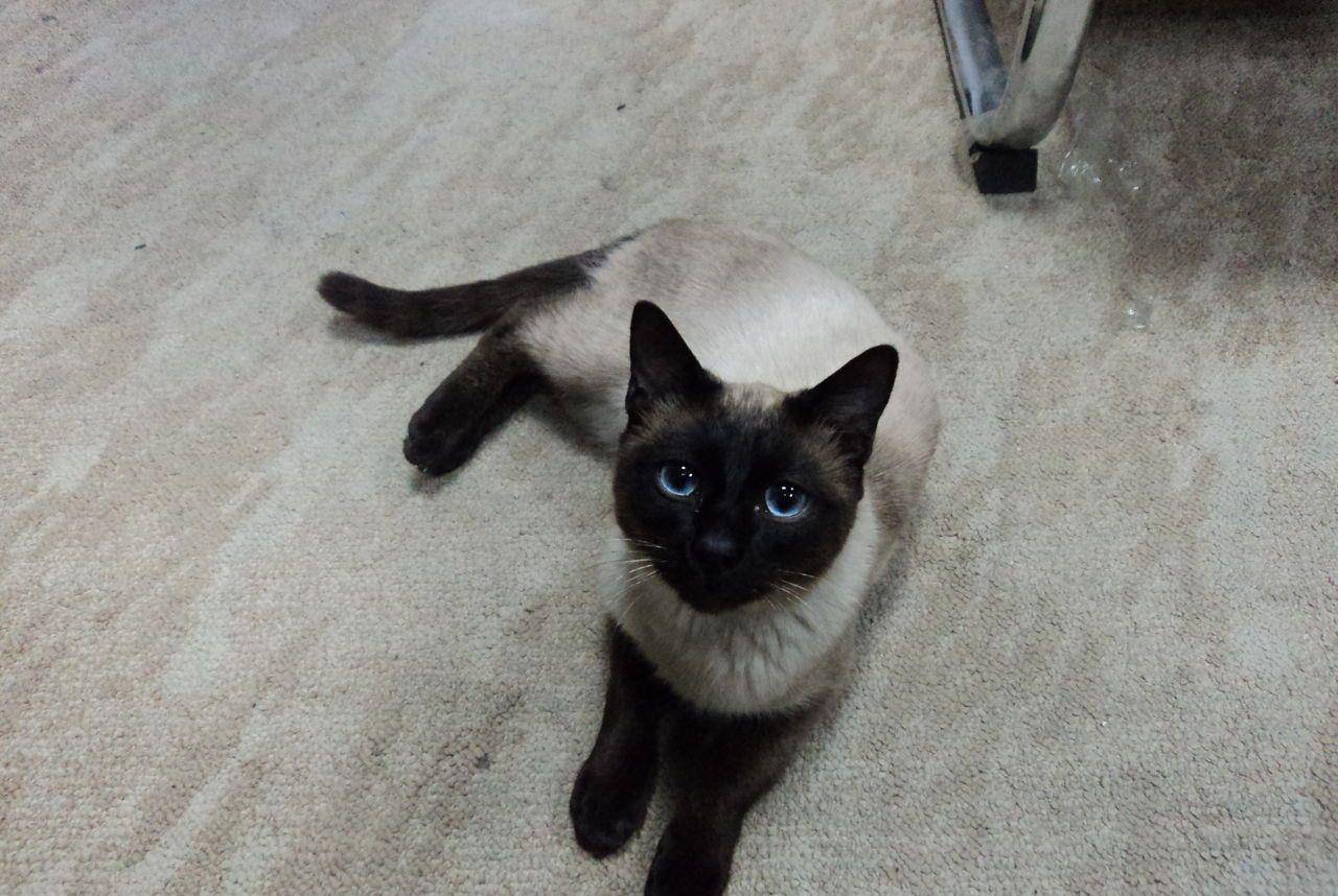 什么|最容易骗的六种猫咪，一块小鱼干就能够带走，真傻啊！