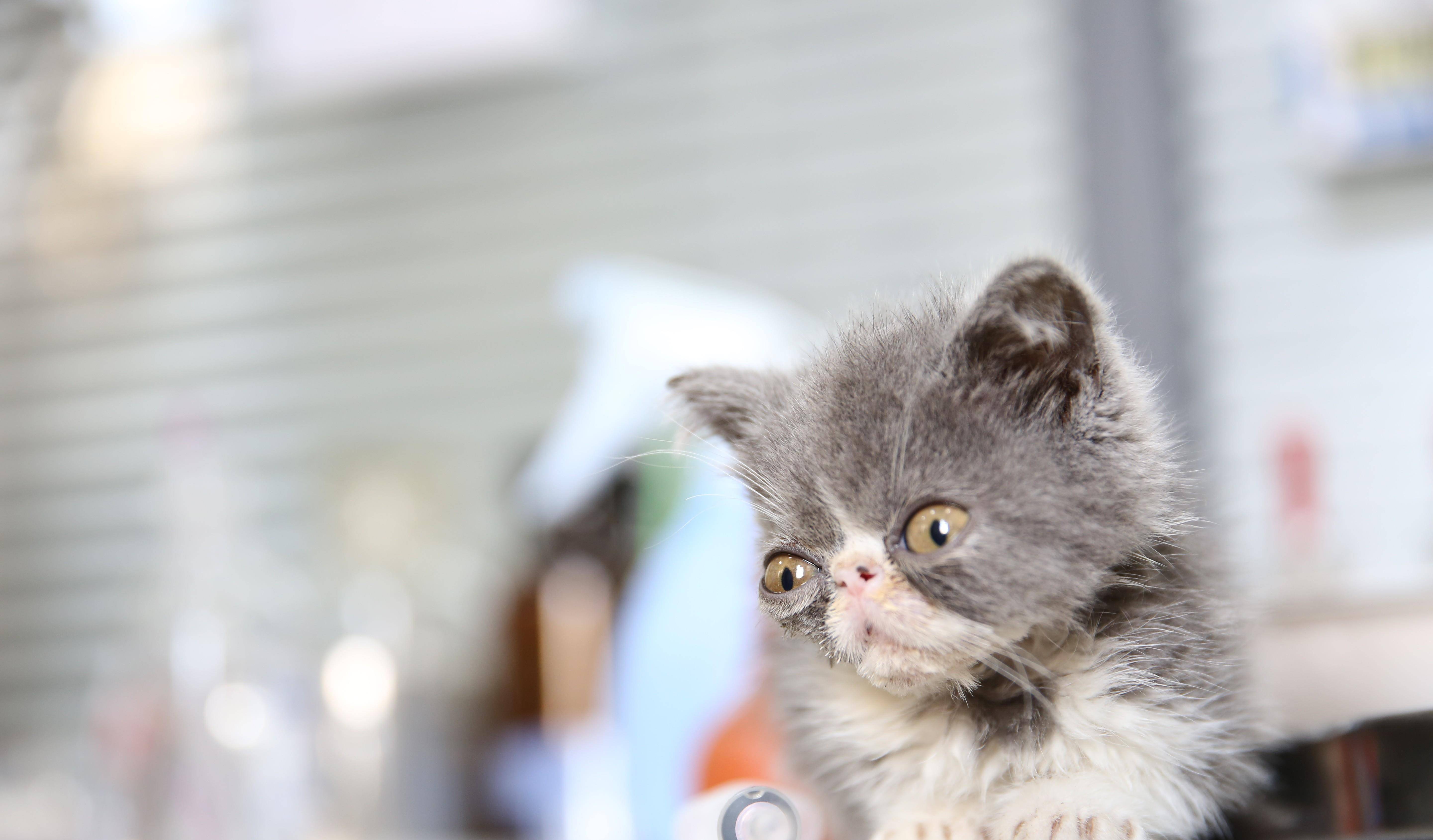 公益|最美护士小姐姐救助收留小奶猫，小奶猫的样子萌化了每个人的心