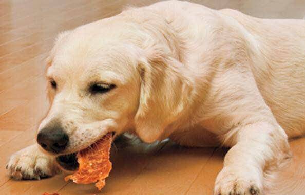 消毒液|养狗要备的9样“神器”，快来看看你缺了哪一样？