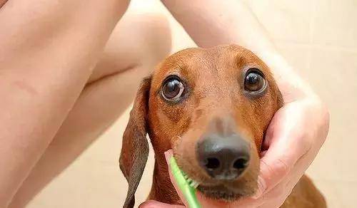 消毒液|养狗要备的9样“神器”，快来看看你缺了哪一样？