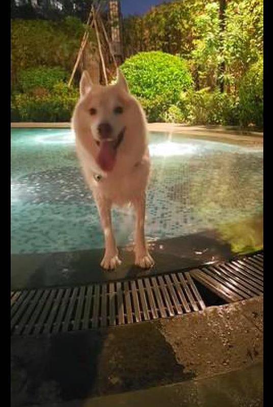 因为|大长腿的哈士奇下泳池后，腿马上就短了一截，二哈秒变柯基了？