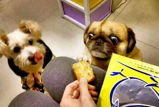 蔬果|养狗，就别犯这些“低级错误”，容易伤了你家狗