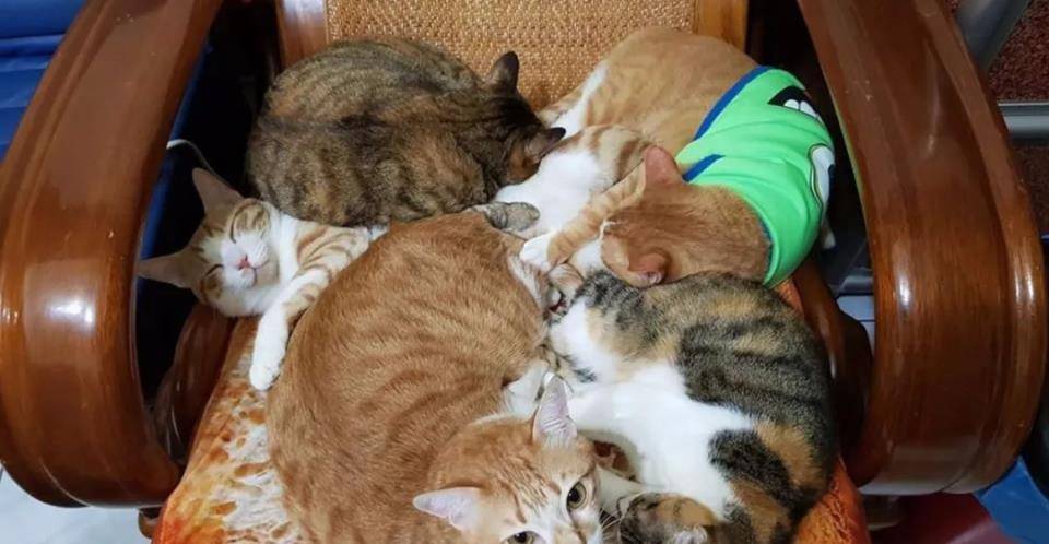 什么|主人究竟做了什么？竟让家里17只猫狗瞬间聚集来“讨债”