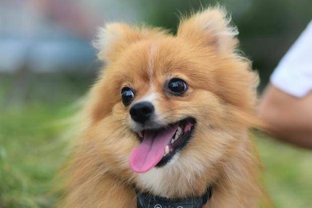 因为|博美犬把你当父母，会有这7种表现，中3个以上都很幸福！