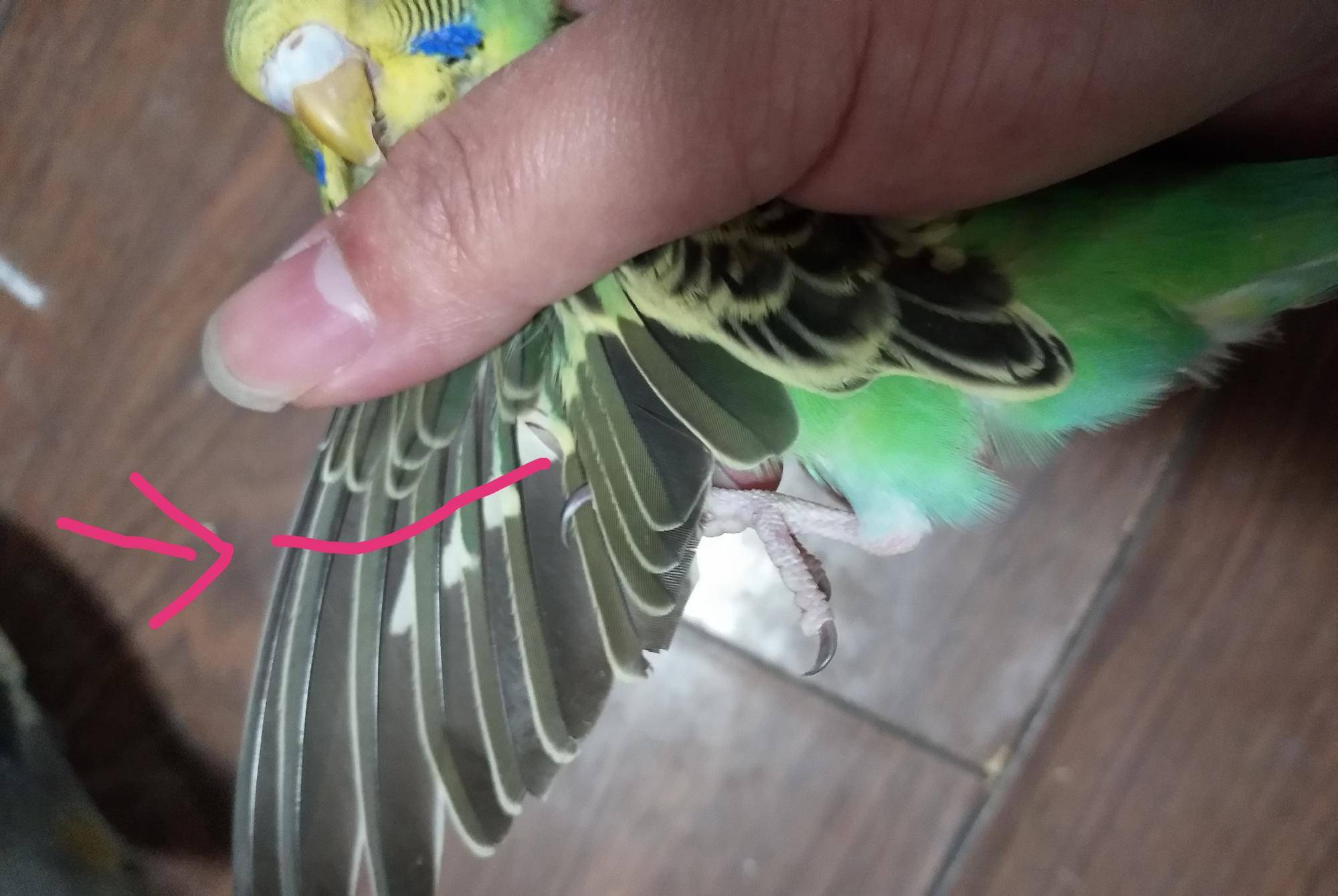 怎么养虎皮鹦鹉最好的方法 fb7c20e7444c4a5ab3f283ffaeabeb26.jpeg