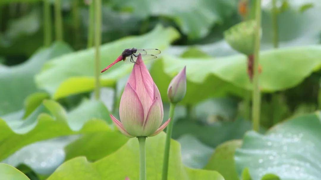 三明这些赏花胜地,今年夏天不容错过!_赏荷