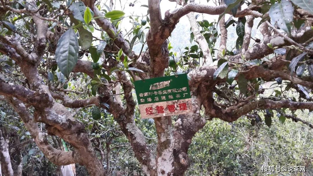 勐宋乡|传说“三年那卡赛班章”？勐宋古茶代表——那卡真能当班章卖？