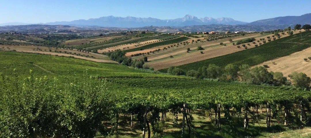 Wine|Siamo Campioni！意大利葡萄酒看Wine to Asia 2021