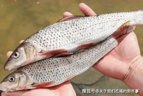 怎么挑选新鲜的活鱼 bbe6caf21b504a30ba5f7ec25f5238f2.png