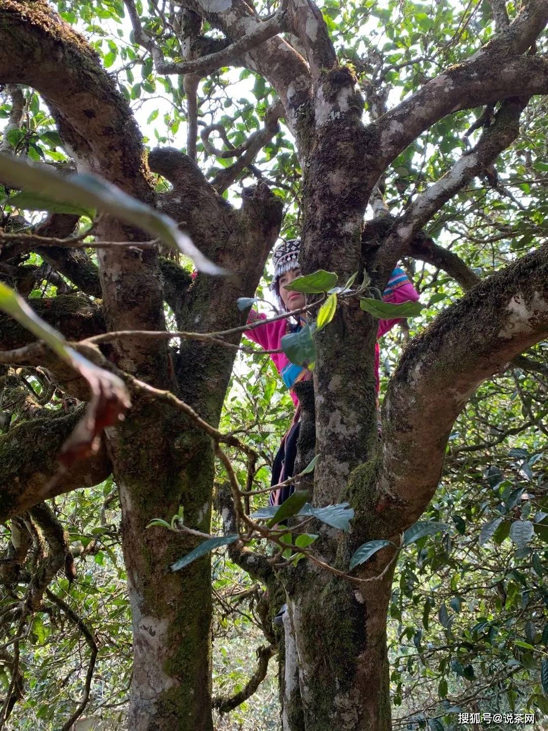 勐宋乡|传说“三年那卡赛班章”？勐宋古茶代表——那卡真能当班章卖？