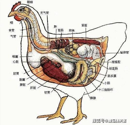 不想让母鸡孵蛋怎么办