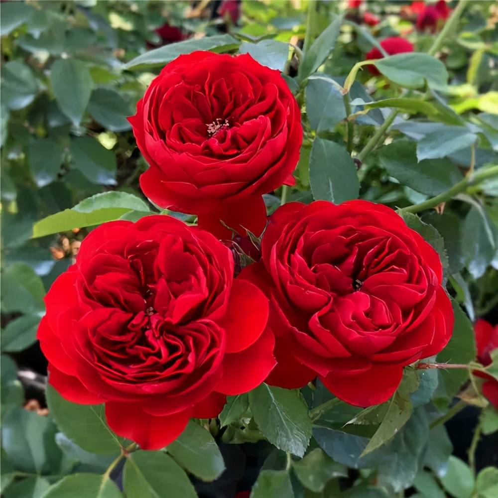 7月养4种月季 耐晒耐热花型饱满 颜值高好养护 适合新手 开花 7月养4种月季 耐晒耐热花型饱满 颜值高好养护 适合新手 开花