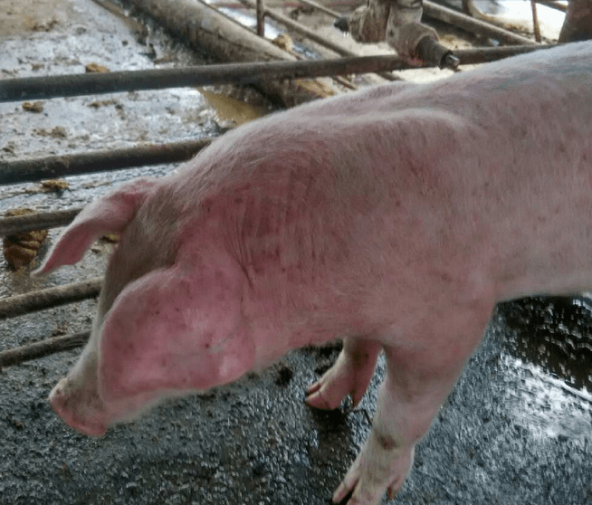 在夏季,我们最常见的疾病就是猪附红细胞体病了,它的特征就是会导致猪