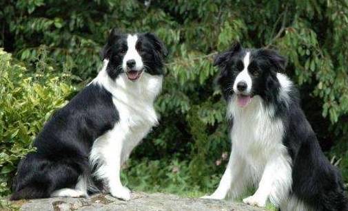 因为|关于边境牧羊犬几个“秘密”，看完很多人改观，直呼想养一只！