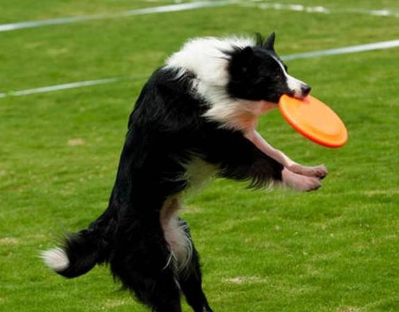 因为|关于边境牧羊犬几个“秘密”，看完很多人改观，直呼想养一只！