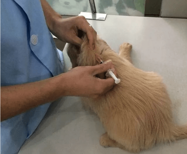 玩具|养一只金毛犬,一个月要花多少钱?