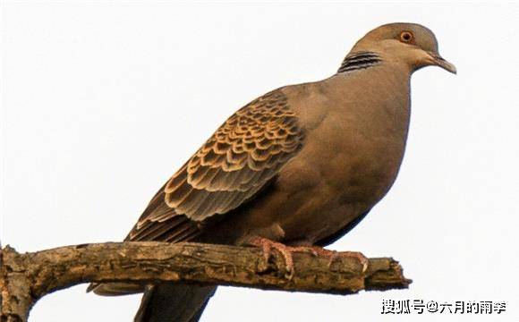 谷雨二候 布谷鸟到底在鸣叫着什么 易经 中正行事 却只能无灾 李隆基