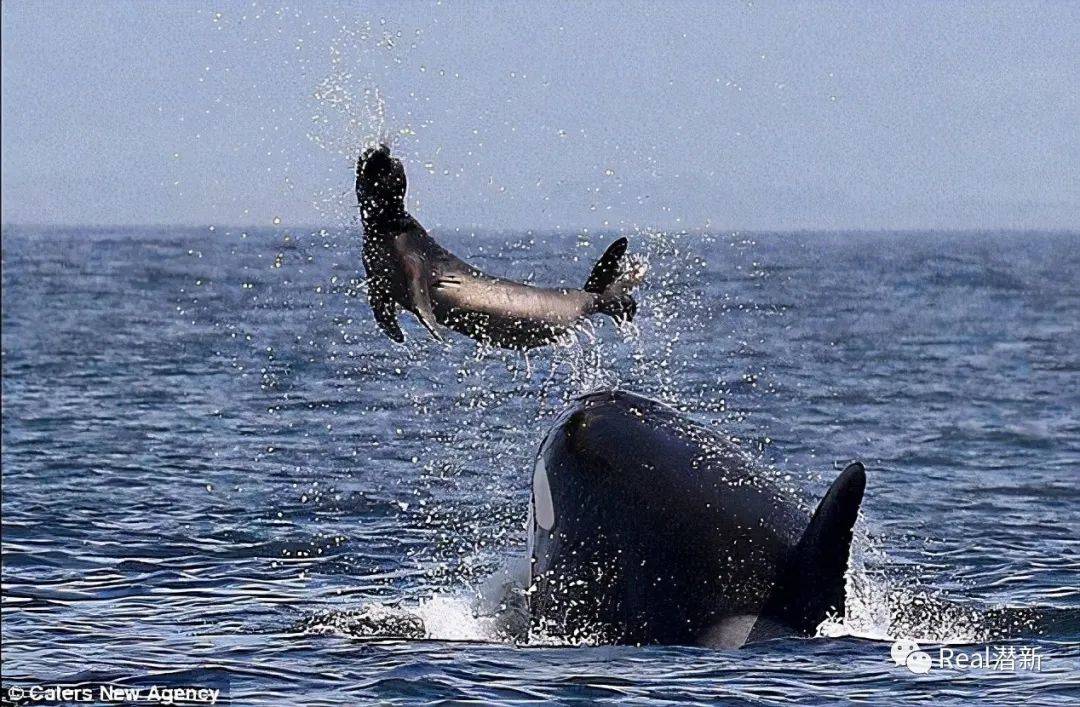 吃饭睡觉打虎鲸座头鲸为啥总跟虎鲸过不去