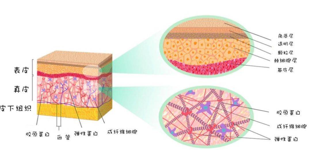 方法|爱兰诗 | 轻松解决脸部凹陷，大方撕掉年龄标签！