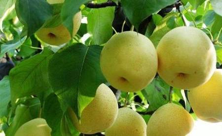 因为|早上吃水果有讲究,这3种水果可以吃,而这5种千万别空腹吃