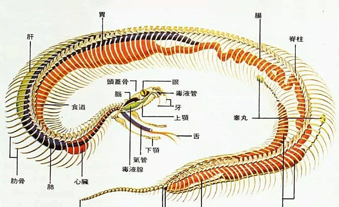 毒性排名_世界蜘蛛毒性排名(3)