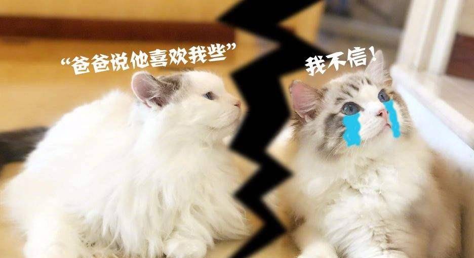 因为|宠主越是疼爱猫咪，这几件事越是不能做