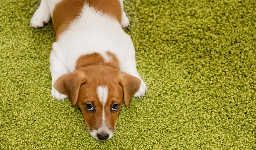 观点评论|狗狗排便时喜欢盯着主人,背后有这6大原因