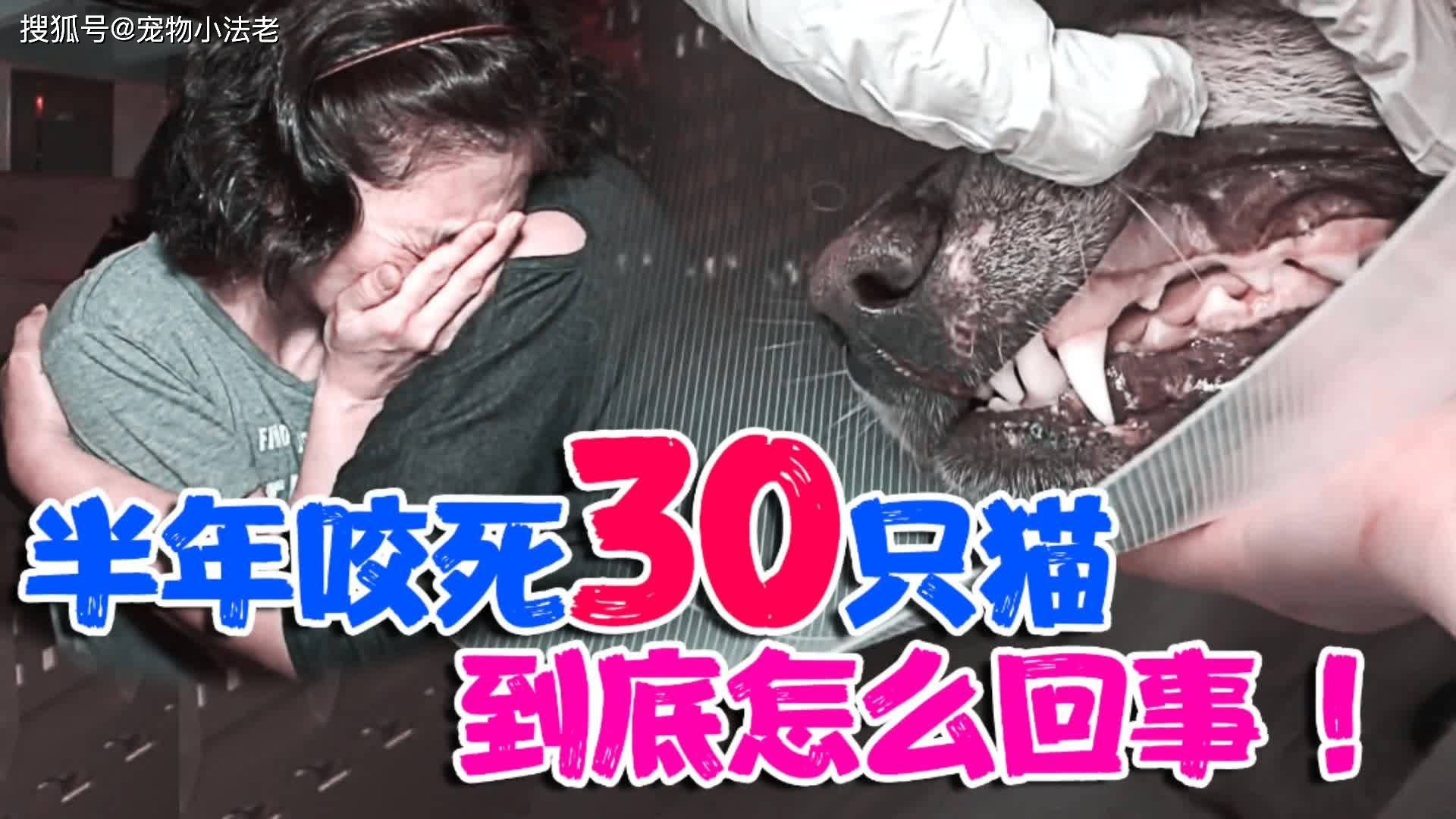 半年咬死30只猫家猫和流浪猫通通不放过这背后让人深思