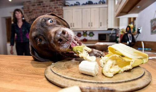 观点评论|狗子贪吃能无耻到什么程度？就算被抓包，也要往嘴里塞最后一口