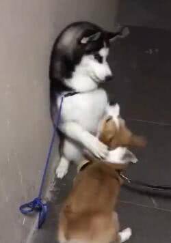 兄弟|二哈打架没赢过, 吵架没输过, 却被短腿柯基给办了