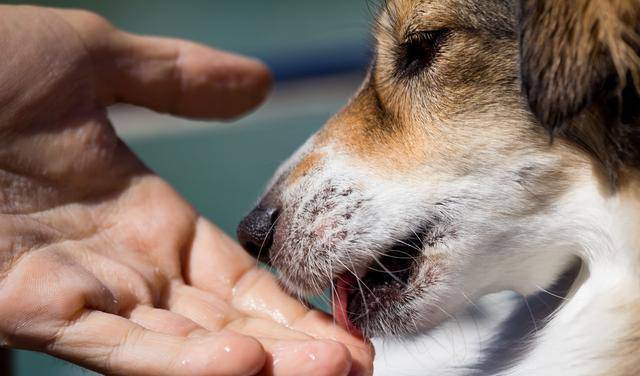 犯错|狗狗舔你就是因为“爱你”吗？其实原因，还可能是这5点