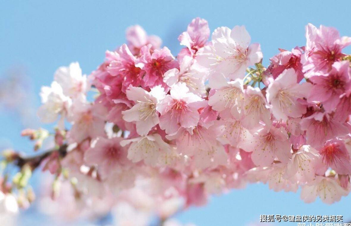又到一年花开时，日本4大赏樱胜地，美得令人窒息！