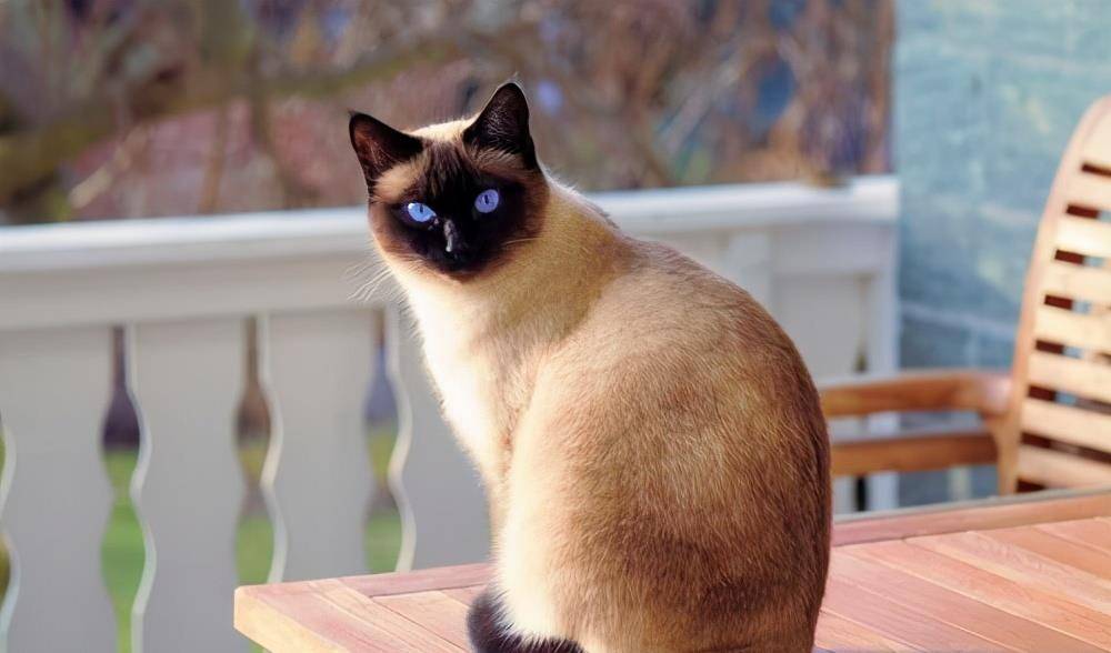 观点评论|第一次养猫？这些猫最好别碰，不然会被“气哭”