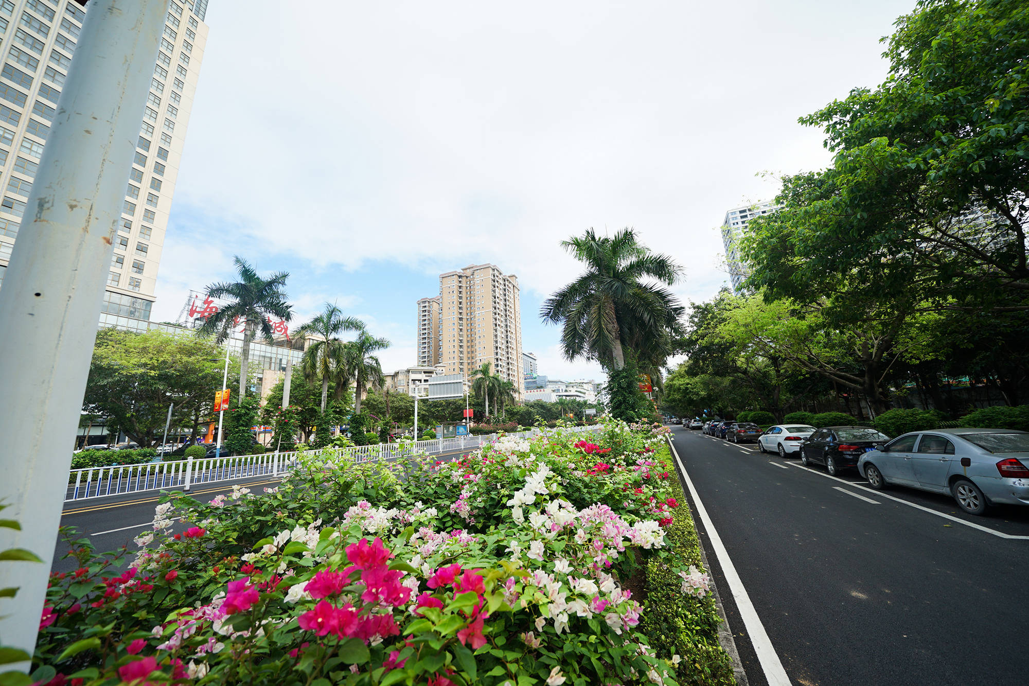 又到开花的季节,北海市中心这条主干道又靓出新境界