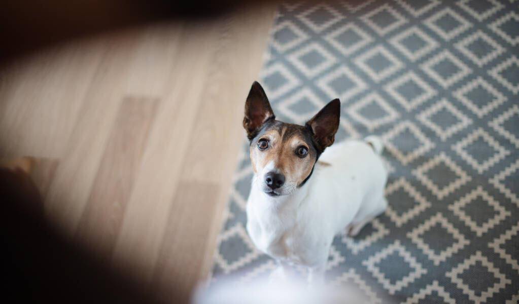 观点评论|狗狗排便时喜欢盯着主人,背后有这6大原因