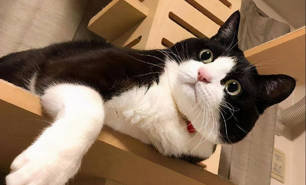 观点评论|第一次养猫？这些猫最好别碰，不然会被“气哭”