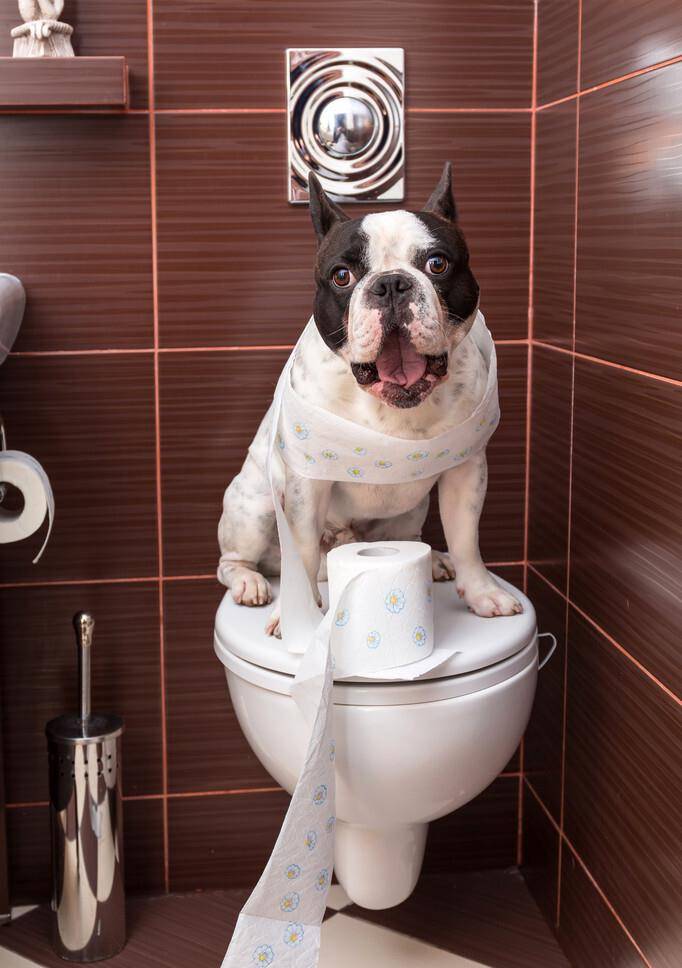 观点评论|狗狗排便时喜欢盯着主人,背后有这6大原因