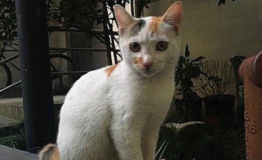 可以咬猫的脸吗 c1ba31d4f4e84d08b1d5b7c853bb1757.jpeg