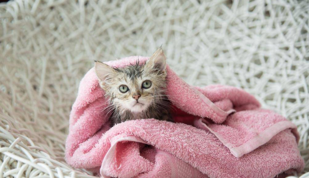 怎么看小猫咪是不是贫血 e4c9cb4b035d46e9a26e709c375f601a.jpeg