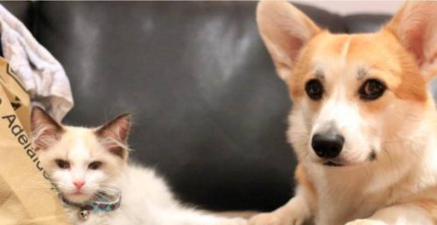 因为|柯基咬住布偶猫的尾巴, 大哥你知道你这一口值多少钱吗