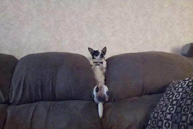 如何给狗狗做一个简易厕所 ed4e47ea60804500a0bbd1f4694278e1.jpeg