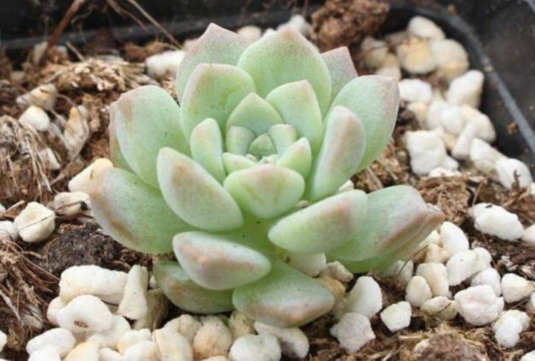 多肉种植土壤配制 30d81e67a68e416d83967e215e8829a6.jpeg