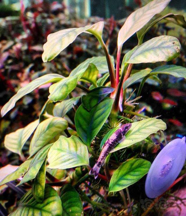 经典的植物志:咖啡巴榕anubias coffeefolia