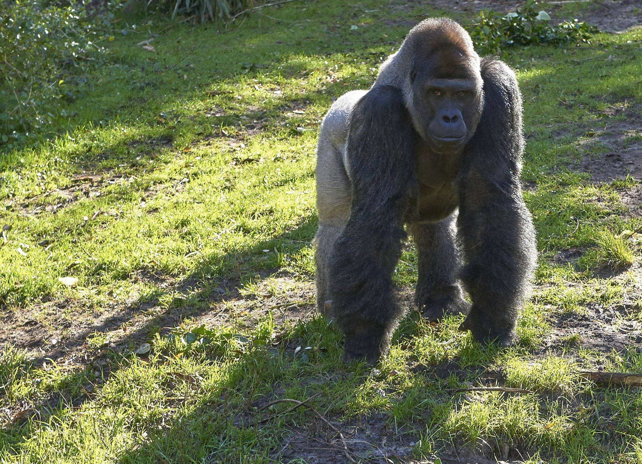 为证明人类可与黑猩猩结合,女科学家以身试验,让人敬佩