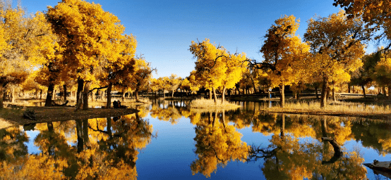 怎么去额济纳旗胡杨林景区 45229fa144524595984d4fc796dceed9.png