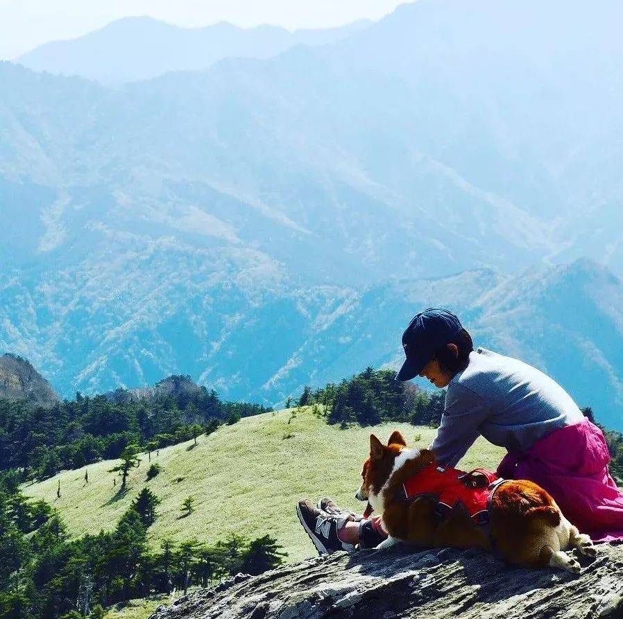 网友|柯基爬山总被台阶卡住，主人只能拎着爬，后悔带上小短腿！