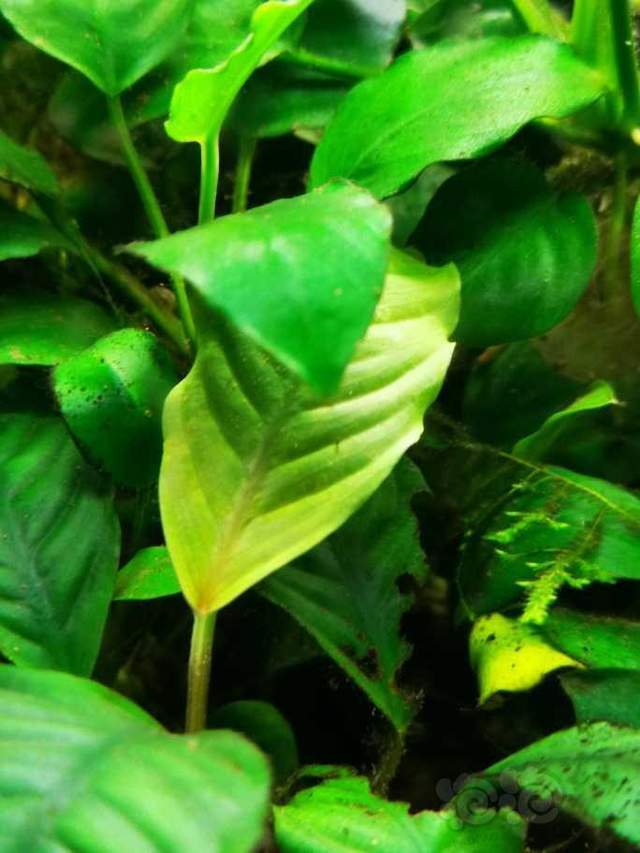 经典的植物志:咖啡巴榕anubias coffeefolia