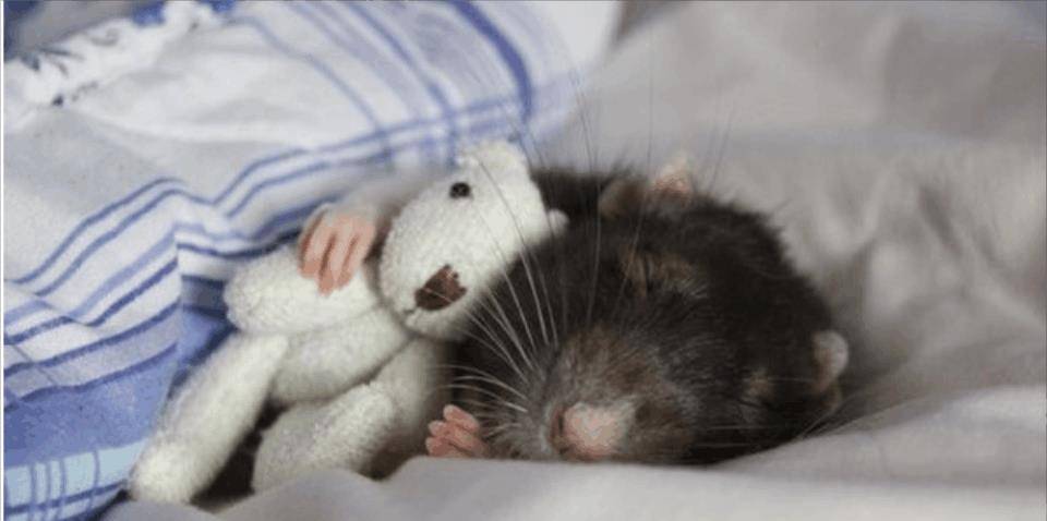 龙猫|想喂养宠物龙猫的人们, 来看看哪些食物可以喂它们吧